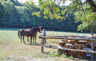 Le Bois Guillaume - Domfront-en-Champagne - 3