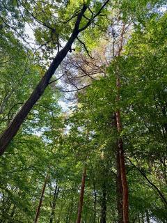 Living Forest Resort - 1