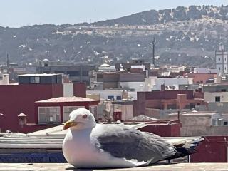 Le Goéland, Essaouira - Essaouira - 0