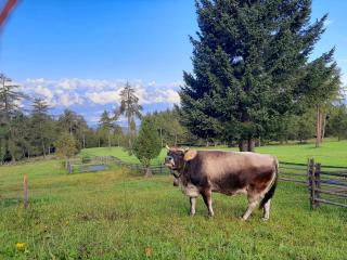 Gasthof Schmiederalm - Aldino - 6