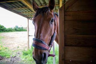 Little Ranch - Samazan - 1