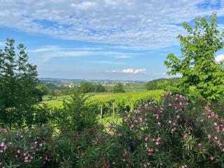 Vigne dei Mastri - Costigliole dʼAsti - 4