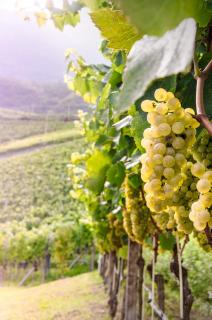 Spiegelhof - Appiano sulla Strada del Vino - 4