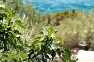 Seaside house for families with children Cove Ramascica, Trogir - 23368 - Marina - 3