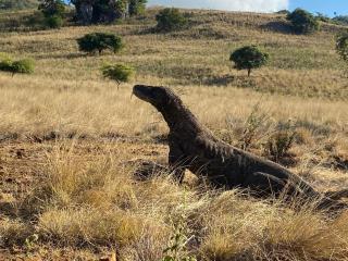 Komodo wisata homestay - Komodo - 2