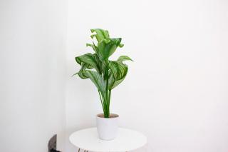 Guest House Auasblick by State House - 5