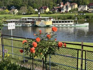 Rosengarten Gerlinde - Stadt Wehlen - 1