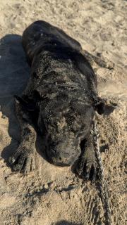 Dog - 4