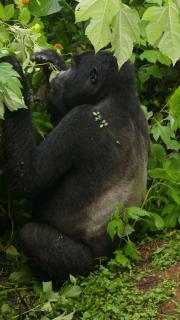 Genius jungle experience - Nyalutembe - 5