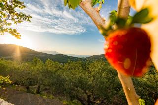 Rikanthos Stone Sea View Apartment ΙΙ - Kissamos - 9