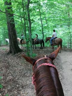 Artist Lane Cottage - 3