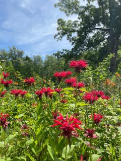 Idyllic and peaceful Port Bay stay - Wolcott - 6