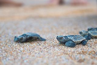 Turtle Sands - Bargara - 8