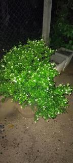 Holiday Home Ragama - 1