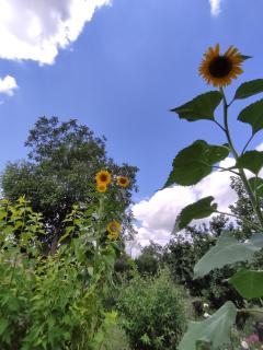 Aloni Green Acres - 8