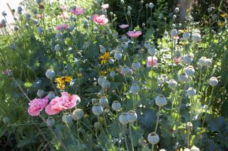 Windborne Bed & Breakfast - 2