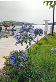 Apartments Zura - Marina - 8