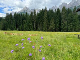 CASERA ONORINA Val Visdende - 3