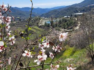 Kyperounta Troodos mountain house - Limassol - 6