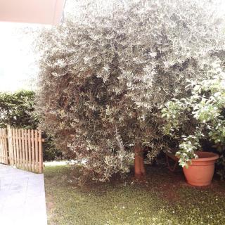 Beb ulivo - Santa Giuletta - 6
