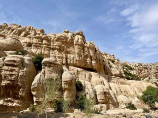 Fig Tree Hotel - Dana - 3
