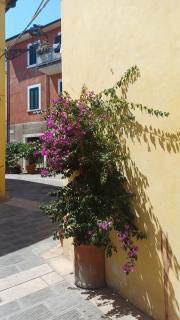 La cicala - Rosignano Marittimo - 7