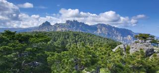 BandB - les rosiers - Corse - chambre Eglantine - Conca - 1