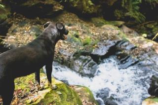 Pousada Suçuarana - 2