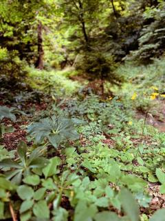 Cozy house in the forest - Borjomi - 6