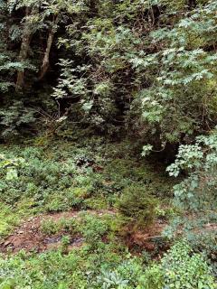 Cozy house in the forest - 7