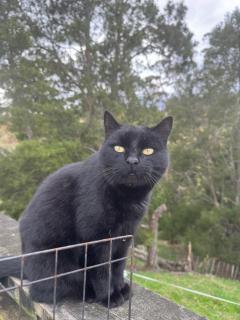 Private Cabin close to the City Centre - Whangarei - 5