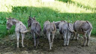 Zum Alten Eselstall - - 0