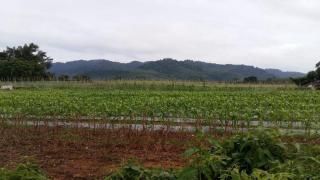 Dachatorn Village - Khao Lak - 6