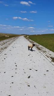 NEU!! FeWo Deichblick OG am Jadebusen/Nordseeküste - 2