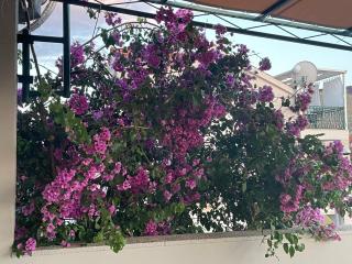 Bougainvillea Sea view apartment - Grebaštica - 7
