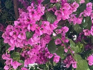 Bougainvillea Sea view apartment - Grebaštica - 6