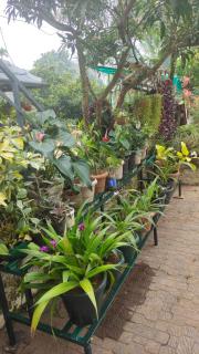 CELESTIAL HOMESTAY - Pinangode - 7