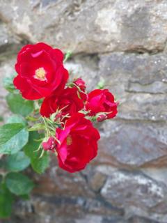 The Courtyard - Castlepollard - 5