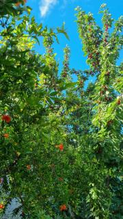 Villa El Còrrec - 1