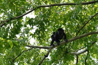 Jade Coast 2 - Tamarindo - 5