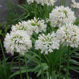 Chambre d'hôtes indépendante Les Agapanthes - 8