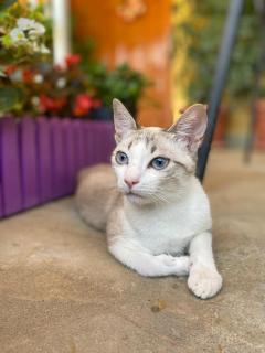 Joan Guesthouse - Përmet - 6