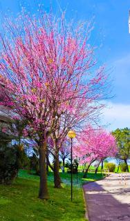 Rome Sweet Home - Vitinia - 2