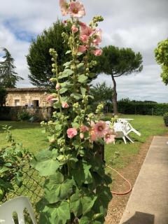 Pêches de Vignes - Fouquebrune - 9
