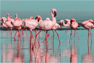 Les Flamants roses - Châteaubriant - 0