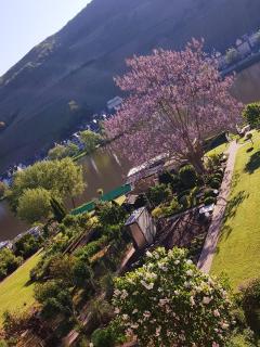 Zum Blauglockenbaum - Zell an der Mosel - 7