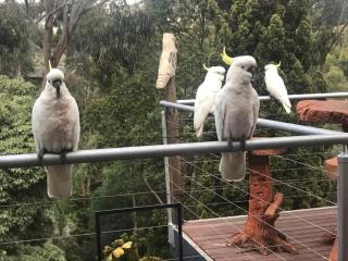 A peaceful break amidst lush greenery and birds - 2