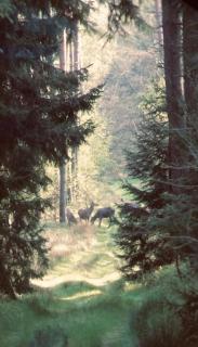 Auszeit auf dem Land im Forsthaus Hohe Heide - Heiligengrabe - 7