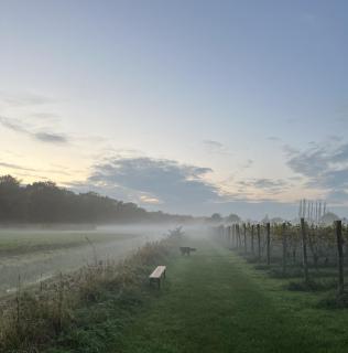 Erve Zonnehoeve Minicamping en Wijngaard - 5