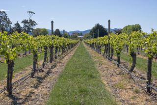 St Leonards Vineyard Cottages - 8